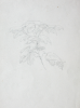 Martin, William A. (1899-1988): Small sketch of leaves, pencil, 14.7 x 22.5 cms. Presented by Moss, Ruth. Bequest.