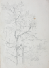 Martin, William A. (1899-1988): Study of trees, pencil, 14.7 x 22.6 cms. Presented by Moss, Ruth. Bequest.