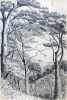 Martin, William A. (1899-1988): Trees (Cornwall), pen and ink, 15 x 23 cms. Presented by Moss, Ruth. Bequest.