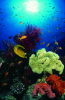 Webster, Mark (born 1955): Reef scene, cibachrome photograph, 45.7 x 30.7 cms. Presented by M. Webster in 2002.