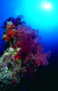 Webster, Mark (born 1955): Soft corals, cibachrome photograph, 45.7 x 30.7 cms. Presented by M. Webster in 2002.