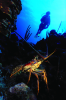 Webster, Mark (born 1955): Spiny lobster and diver, cibachrome photograph, 45.7 x 30.7 cms. Presented by M. Webster in 2002.