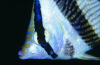 Webster, Mark (born 1955): Three band butterfly fish, cibachrome photograph, 30.7 x 45.7 cms. Presented by Webster, Mark.