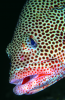 Webster, Mark (born 1955): Graysby grouper, cibachrome photograph, 45.7 x 30.7 cms. Presented by Webster, Mark.