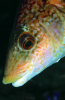 Webster, Mark (born 1955): Ballan wrasse, cibachrome photograph, 45.7 x 30.7 cms. Presented by Webster, Mark.