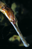 Webster, Mark (born 1955): Greater pipefish, cibachrome photograph, 45.7 x 30.7 cms. Presented by Webster, Mark.