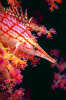 Webster, Mark (born 1955): Long nosed hawkfish, cibachrome photograph, 45.7 x 30.7 cms. Presented by M. Webster in 2002.