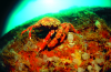Webster, Mark (born 1955): Spider crab on reef wall, cibachrome photograph, 30.7 x 45.7 cms. Presented by Webster, Mark.