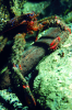 Webster, Mark (born 1955): Squat lobster, cibachrome photograph, 45.7 x 30.7 cms. Presented by Webster, Mark.