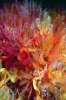 Webster, Mark (born 1955): Feather stars and Ross coral, cibachrome photograph, 45.7 x 30.7 cms. Presented by Webster, Mark.