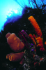 Webster, Mark (born 1955): Tube sponges on reef wall, cibachrome photograph, 45.7 x 30.7 cms. Presented by Webster, Mark.