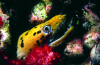 Webster, Mark (born 1955): Moray eel, cibachrome photograph, 30.7 x 45.7 cms. Presented by Webster, Mark.