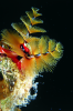 Webster, Mark (born 1955): Christmas tree worms, cibachrome photograph, 45.7 x 30.7 cms. Presented by Webster, Mark.