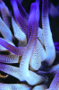 Webster, Mark (born 1955): Anemone detail, cibachrome photograph, 45.7 x 30.7 cms. Presented by Webster, Mark.