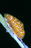 Webster, Mark (born 1955): Flamingo tongue cowrie, cibachrome photograph, 45.7 x 30.7 cms. Presented by Webster, Mark.
