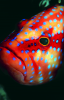 Webster, Mark (born 1955): Coral trout, cibachrome photograph, 45.7 x 30.7 cms. Presented by M. Webster in 2002.