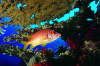 Webster, Mark (born 1955): Soldier Fish under table coral, cibachrome photograph, 30.7 x 45.7 cms. Presented by Webster, Mark.