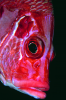 Webster, Mark (born 1955): Soldier fish, cibachrome photograph, 45.7 x 30.7 cms. Presented by M. Webster in 2002.
