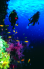Webster, Mark (born 1955): Divers on reef wall, cibachrome photograph, 45.7 x 30.7 cms. Presented by M. Webster in 2002.