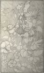 Williams, Marjorie (nee Murray 1880-1961): Fuchias and other flowers, pencil, 29 x 22 cms. Presented by Mariella Fischer Williams MD in 2003.