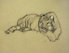 Williams, Marjorie (nee Murray 1880-1961): Zoo, sketchbook, 30.5 x 24 cms. Presented by Mariella Fischer Williams MD in 2003.