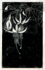 Williams, Marjorie (nee Murray 1880-1961): Fuchias, woodcut, 22.5 x 17.5 cms. Presented by Dr Mariella Fischer-Williams.