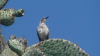 Fagin, Anthony (born 1938): Galapagos Mockingbird, photograph, 30 x 42 cms. Presented by the artist as part of the Heritage Lottery Fund's Darwin 200 celebrations.