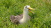 Fagin, Anthony (born 1938): Waved Albatross, photograph, 30 x 42 cms. Presented by the artist as part of the Heritage Lottery Fund's Darwin 200 celebrations.