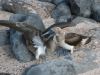 Fagin, Kate (1948-2012): Juvenile blue-footed booby (left) stimulating mother to regurgitate fish, photograph, 30 x 42 cms. Presented by the artist as part of the Heritage Lottery Fund's Darwin 200 celebrations.
