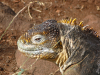 Fagin, Kate (1948-2012): Galapagos land iguana, photograph, 30 x 42 cms. Presented by the artist as part of the Heritage Lottery Fund's Darwin 200 celebrations.