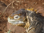 Fagin, Kate (1948-2012): Galapagos land iguana, photograph, 30 x 42 cms. Presented by the artist as part of the Heritage Lottery Fund's Darwin 200 celebrations.