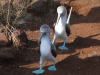 Fagin, Kate (1948-2012): Blue-footed boobies - courtship dance, photograph, 30 x 42 cms. Presented by the artist as part of the Heritage Lottery Fund's Darwin 200 celebrations.