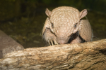 Turton, Michelle: Armadillo, Newquay Zoo, photograph, 21.5 x 30 cms. Presented by the artist as part of the Heritage Lottery Fund's Darwin 200 celebrations.