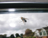 Argyle, John (born 1928): Fly on a windscreen, photograph, 21.4 x 30 cms. Presented by the artist as part of the Heritage Lottery Fund's Darwin 200 celebrations.