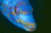 Webster, Mark (born 1955): Cuckoo wrasse, photograph, 32 x 47 cms. Presented by the artist as part of the Heritage Lottery Fund's Darwin 200 celebrations.