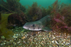Webster, Mark (born 1955): Lesser spotted dogfish, Pendennis Point, Falmouth Bay, photograph, 42 x 56.5 cms. Presented by the artist as part of the Heritage Lottery Fund's Darwin 200 celebrations.