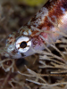 Webster, Mark (born 1955): Two-spot goby, Pendennis Point, Falmouth Bay, photograph, 42 x 56.5 cms. Presented by the artist as part of the Heritage Lottery Fund's Darwin 200 celebrations.