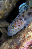 Webster, Mark (born 1955): Leopard-spotted goby, Pendennis Point, Falmouth Bay, photograph, 42 x 56.5 cms. Presented by the artist as part of the Heritage Lottery Fund's Darwin 200 celebrations.