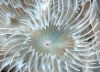 Webster, Mark (born 1955): Fan worm, Pendennis Point, Falmouth Bay, photograph, 42 x 56.5 cms. Presented by the artist as part of the Heritage Lottery Fund's Darwin 200 celebrations.