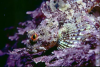 Webster, Mark (born 1955): Long-spined scorpion fish, Prussia Cove, Mounts Bay, photograph, 40.7 x 56 cms. Presented by the artist as part of the Heritage Lottery Fund's Darwin 200 celebrations.