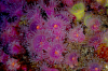 Webster, Mark (born 1955): Jewel anemones, Falmouth Bay, photograph, 40 x 56 cms. Presented by the artist as part of the Heritage Lottery Fund's Darwin 200 celebrations.