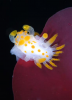 Webster, Mark (born 1955): Sea slug, Falmouth, photograph, 40.3 x 56.4 cms. Presented by the artist as part of the Heritage Lottery Fund's Darwin 200 celebrations.