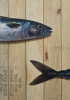 Ruiz, Miguel: Mackerel, signed and dated 2005, oil on canvas, 70 x 50 cms. Purchased with funding from the Heritage Lottery Fund as part of the Darwin 200 celebrations.