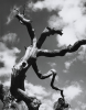 Chipman, Ian (1916-2005): Dead tree, 1949, dated 1949, photograph, 38.5 x 30.5 cms.