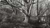 Howard, John RBSA (born 1958): Woods, Pennance Point, Cornwall, signed and dated 2011, etching and aquatint (2 of an edition of 35), 38 x 53 cms. Presented by Howard, John.