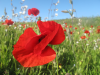 Fagin, Anthony (born 1938): Flamenco poppy - West Pentire, photograph, 29.7 x 42 cms. Presented by Fagin, Anthony.
