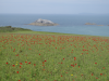 Fagin, Anthony (born 1938): Poppyfield - West Pentire, photograph, 29.7 x 42 cms. Presented by Fagin, Anthony.