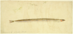 Tuke, Henry Scott, RA RWS (1858-1929): Gersick, Sept. 1868, signed and dated 1868, inscribed Gersick Sept. 1868, watercolour and pencil, 9.6 x 20.5 cms. RCPS Tuke Collection. Loan.