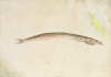 Tuke, Henry Scott, RA RWS (1858-1929): Gersick and Harry's Fish, signed, inscribed Guersick, and on verso: HARRY'S FISH, watercolour and pencil, 14 x 19.6 cms. RCPS Tuke Collection. Loan.