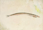 Tuke, Henry Scott, RA RWS (1858-1929): Gersick and Harry's Fish, signed, inscribed Guersick, and on verso: HARRY'S FISH, watercolour and pencil, 14 x 19.6 cms. RCPS Tuke Collection. Loan.
